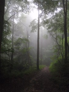 Enjoying an enchanting misty morning while camping in West Virginia. Moments like this make it worth getting up early.